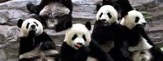 Curiosidades de animales