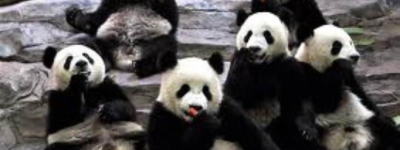 Curiosidades de animales