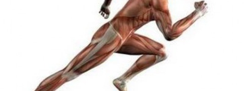 L'APARELL LOCOMOTOR (3)