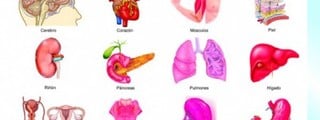 Organos del Cuerpo Humano