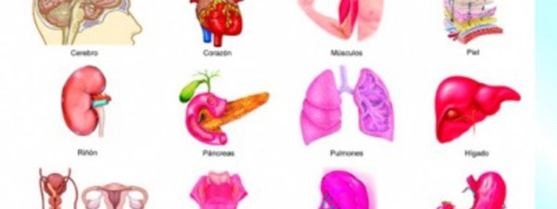 Organos del Cuerpo Humano