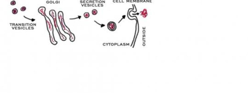 golgy apparatus