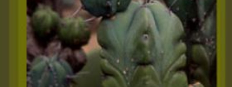Torres Alejandra - Te gustan los Cactus que tanto sabes...