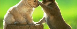 animales favoritos 