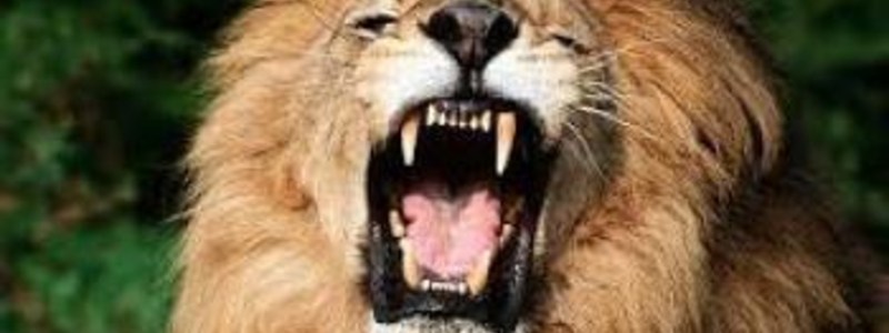que sabes de animales