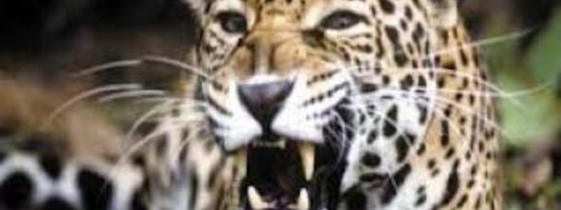 que sabes de animales 2