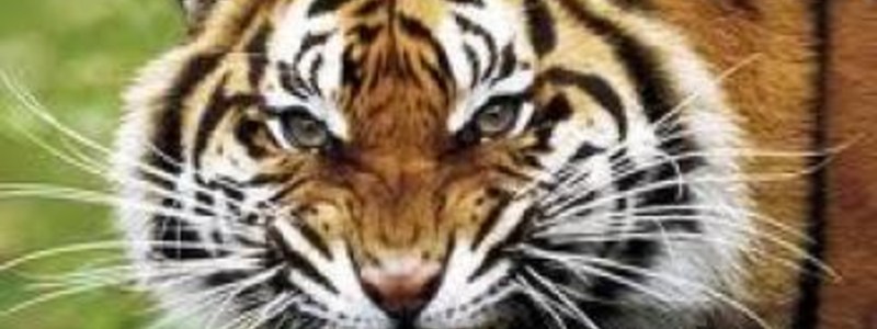 que sabes de animales 3
