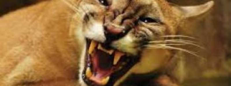 que sabes de animales 4