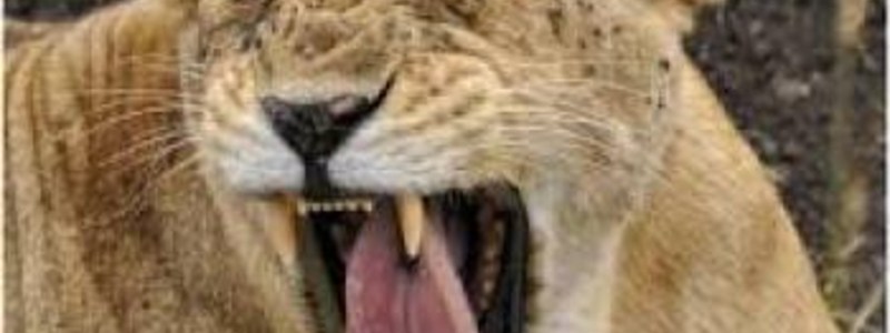 que sabes de animales 5