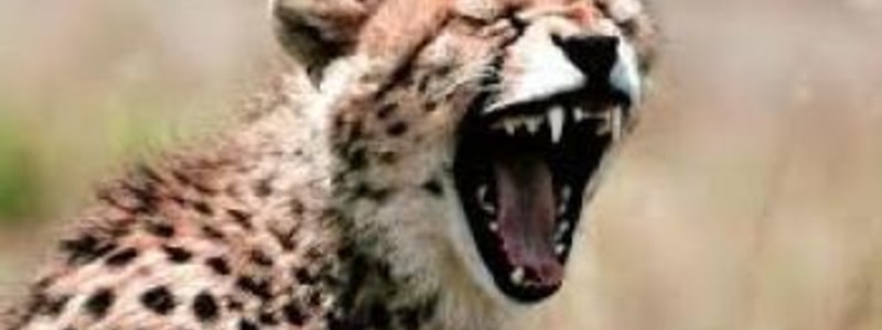 que sabes de animales 6
