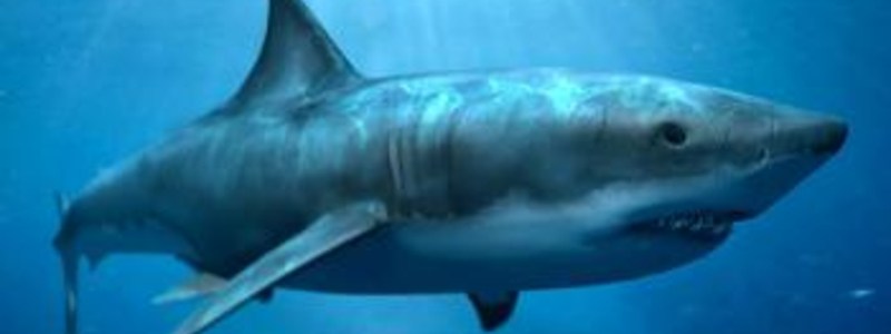 que sabes sobre los animales marinos