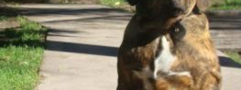 El perro de aldana