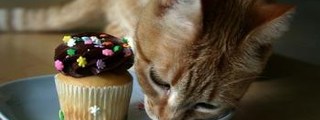 cuanto sabes sobre gatos