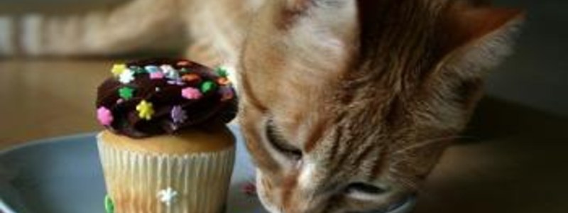 cuanto sabes sobre gatos