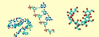 El agua y las biomoleculas orgánicas e inorgánicas 