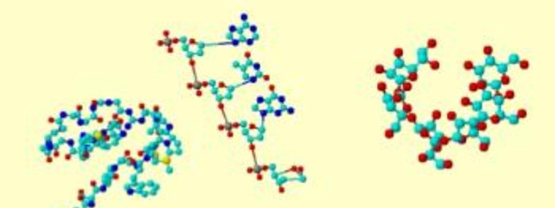 El agua y las biomoleculas orgánicas e inorgánicas 