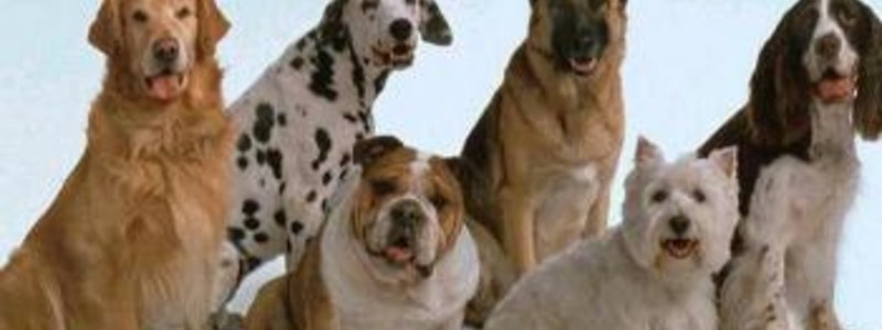 PERROS DEL MUNDO