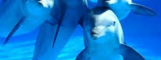 delfines
