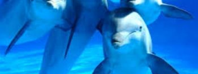 delfines