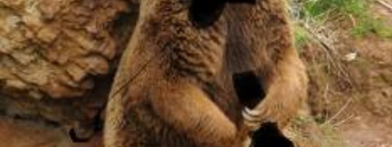 Cuanto sabes de los animatronicos de FNAF 2????