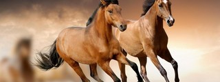 Cuánto sabes sobre caballos