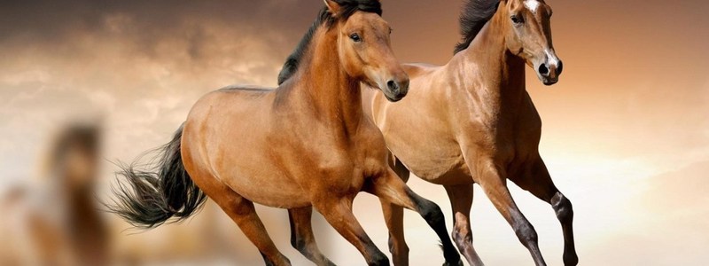 Cuánto sabes sobre caballos