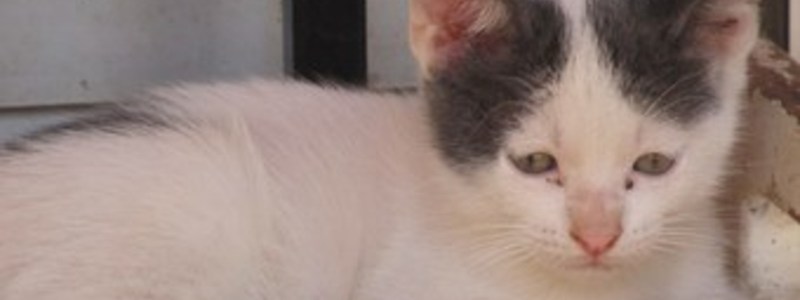 ¿Qué gato de la estirpe Corina eres?