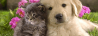 Que tanto te gustan los Animales 