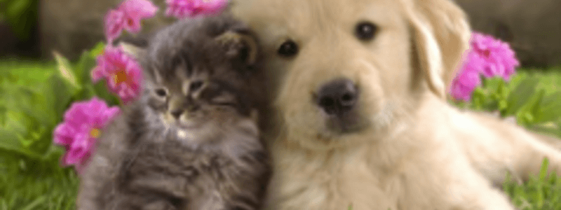 Que tanto te gustan los Animales 