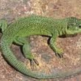 &iquest;Reptil Favorito? - animalia