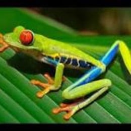 &iquest;Anfibio Favorito? (Busca en Google Im&aacute;genes) - animalia