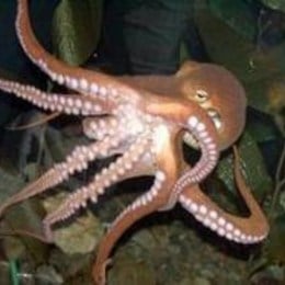 &iquest;Molusco Favorito? - animalia