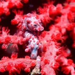 &iquest;Caballito de mar favorito? (Busca en Google Im&aacute;genes) - animalia