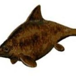 &iquest;Dinosaurio Favorito del Agua? (Que resulta que es mi favorito de entre TODOS los Dinosaurios) (Busca en Google Im&aacute;genes) - animalia