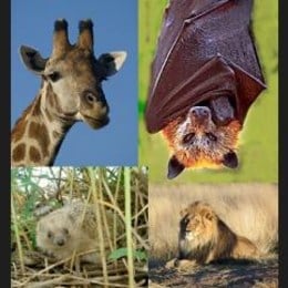 &iquest;Animal NO dom&eacute;stico Favorito? - Comparte una Coca-Cola con: 