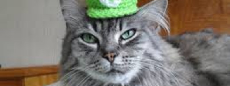 cuanto sabes de los gatos
