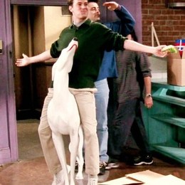 &iquest;De qui&eacute;n es en realidad el perro blanco de Chandler y Joey? - Test de Friends