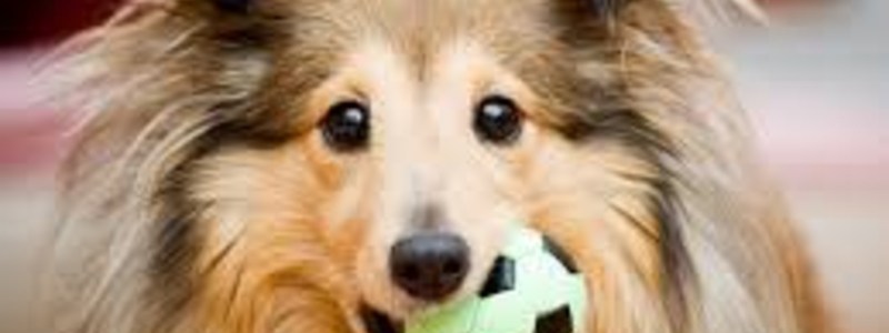 Cuanto sabes sobre el cuidad de tu perro?