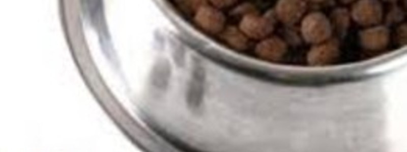 ¿Cuanto sabemos sobre el cuidado de nuestras mascotas?