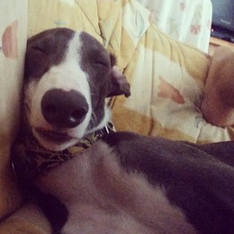 como se llama su perro - cuanto sabes de dalas review