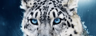 Que animal eres