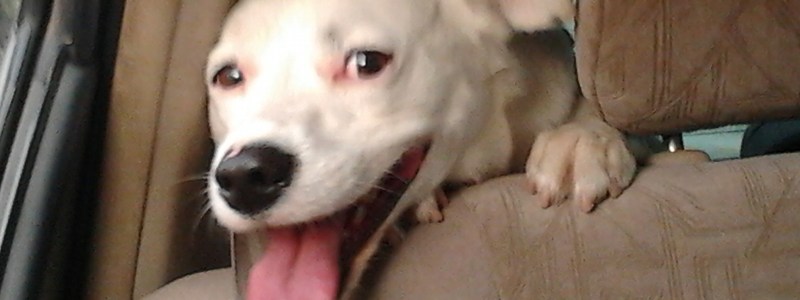 perros