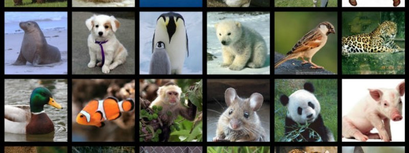 ¿Qué animal va más contigo?