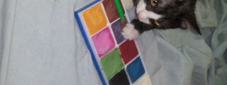 Tu mascota ideal