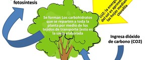 ¿Qué es la fotosíntesis?