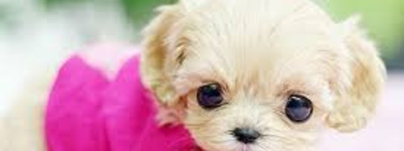 que crees que son los animales?