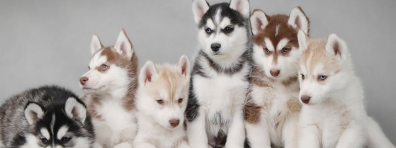 Test de el perro 