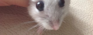 CUAL TIPO DE HAMSTER ERES?❤️😘