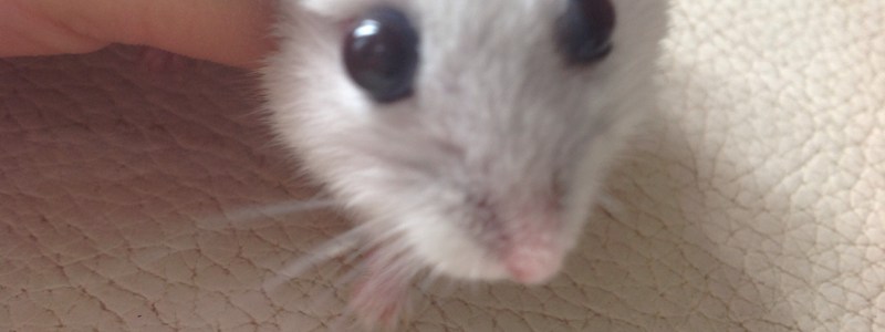 CUAL TIPO DE HAMSTER ERES?❤️😘