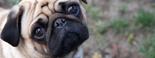 ¿Que perro eres: un Buldog o un Pug?